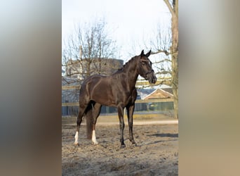 KWPN Mix, Stute, 6 Jahre, 154 cm, Dunkelfuchs