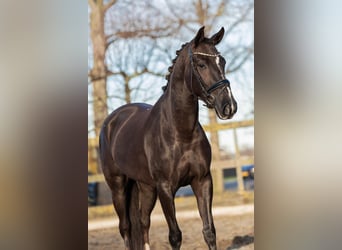 KWPN Mix, Stute, 6 Jahre, 154 cm, Dunkelfuchs