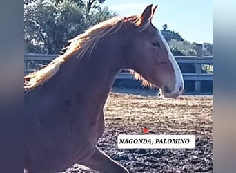 KWPN, Stute, 6 Jahre, 157 cm, Palomino