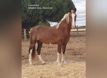 KWPN, Stute, 6 Jahre, 157 cm, Palomino