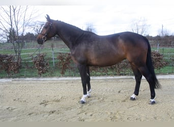 KWPN, Stute, 6 Jahre, 160 cm, Brauner