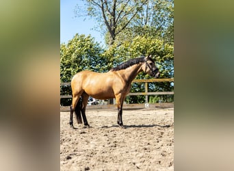 KWPN, Stute, 6 Jahre, 160 cm, Buckskin