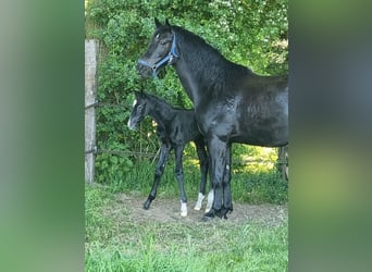 KWPN, Stute, 6 Jahre, 160 cm, Dunkelbrauner