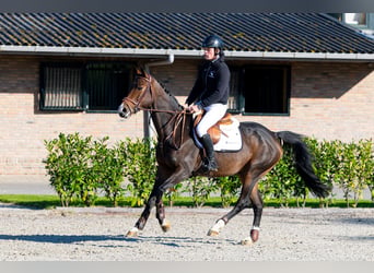 KWPN, Stute, 6 Jahre, 161 cm, Brauner