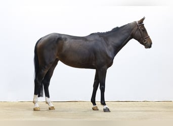 KWPN, Stute, 6 Jahre, 161 cm, Brauner