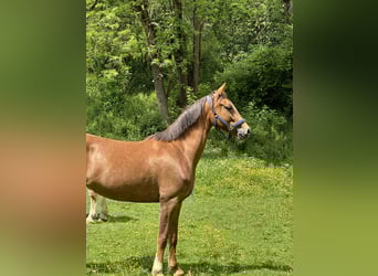 KWPN, Stute, 6 Jahre, 161 cm, Fuchs