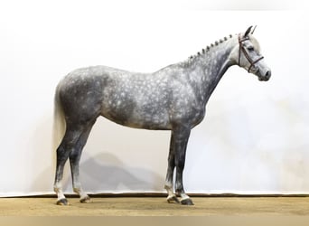 KWPN, Stute, 6 Jahre, 161 cm, Schimmel