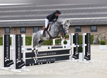 KWPN, Stute, 6 Jahre, 161 cm, Schimmel