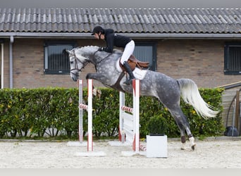 KWPN, Stute, 6 Jahre, 161 cm, Schimmel