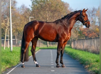 KWPN, Stute, 6 Jahre, 163 cm, Brauner