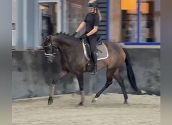 KWPN, Stute, 6 Jahre, 163 cm, Brauner
