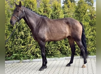 KWPN, Stute, 6 Jahre, 163 cm, Brauner