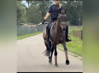 KWPN, Stute, 6 Jahre, 163 cm, Brauner