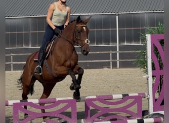 KWPN, Stute, 6 Jahre, 163 cm, Brauner