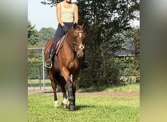KWPN, Stute, 6 Jahre, 163 cm, Brauner