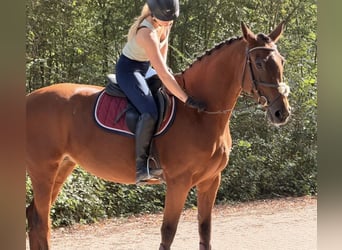 KWPN, Stute, 6 Jahre, 163 cm, Brauner
