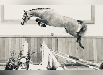 KWPN, Stute, 6 Jahre, 164 cm, Apfelschimmel