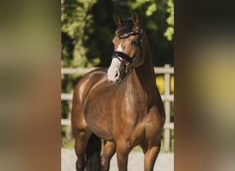 KWPN, Stute, 6 Jahre, 164 cm, Brauner