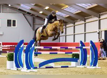 KWPN, Stute, 6 Jahre, 164 cm, Brauner