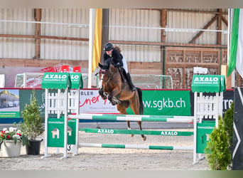 KWPN, Stute, 6 Jahre, 164 cm, Brauner