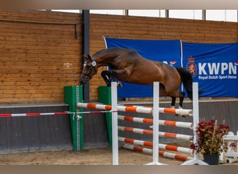 KWPN, Stute, 6 Jahre, 164 cm, Dunkelbrauner