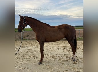 KWPN, Stute, 6 Jahre, 164 cm, Dunkelfuchs