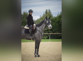 KWPN, Stute, 6 Jahre, 164 cm, Schimmel