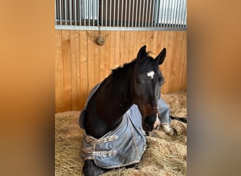KWPN, Stute, 6 Jahre, 165 cm, Brauner
