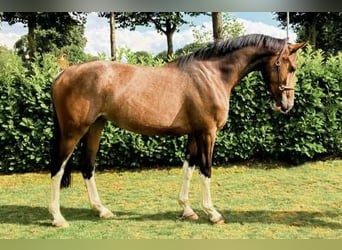 KWPN, Stute, 6 Jahre, 165 cm, Brauner