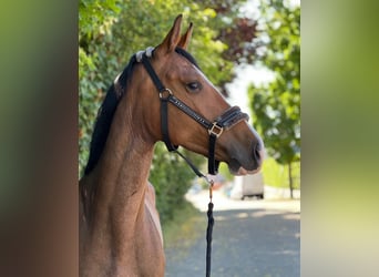 KWPN, Stute, 6 Jahre, 165 cm, Brauner