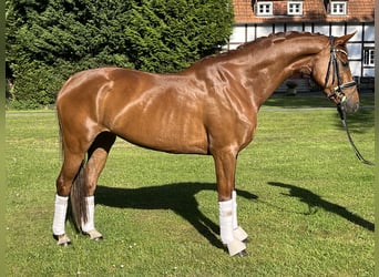 KWPN, Stute, 6 Jahre, 165 cm, Fuchs