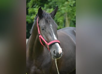 KWPN, Stute, 6 Jahre, 165 cm, Rappe