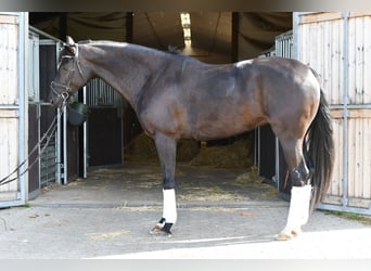 KWPN, Stute, 6 Jahre, 165 cm, Rappe