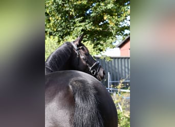 KWPN, Stute, 6 Jahre, 165 cm, Rappe