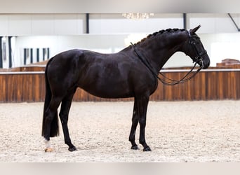 KWPN, Stute, 6 Jahre, 165 cm, Rappe