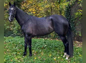 KWPN, Stute, 6 Jahre, 165 cm, Schwarzbrauner