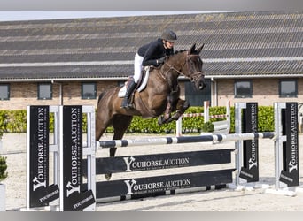 KWPN, Stute, 6 Jahre, 165 cm, Schwarzbrauner