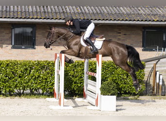 KWPN, Stute, 6 Jahre, 165 cm, Schwarzbrauner