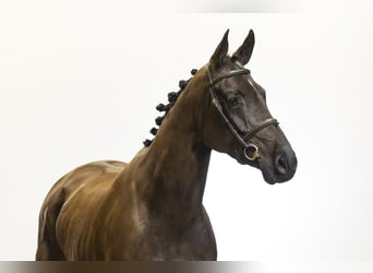 KWPN, Stute, 6 Jahre, 165 cm, Schwarzbrauner