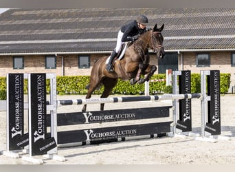 KWPN, Stute, 6 Jahre, 165 cm, Schwarzbrauner