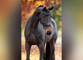 KWPN, Stute, 6 Jahre, 166 cm, Brauner