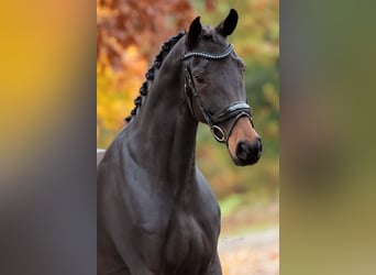 KWPN, Stute, 6 Jahre, 166 cm, Brauner