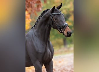 KWPN, Stute, 6 Jahre, 166 cm, Brauner