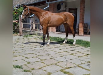 KWPN, Stute, 6 Jahre, 166 cm, Brauner