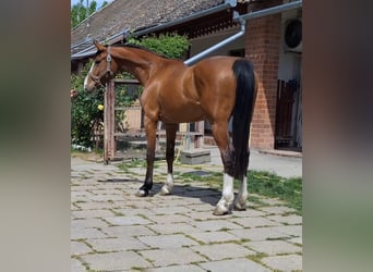 KWPN, Stute, 6 Jahre, 166 cm, Brauner