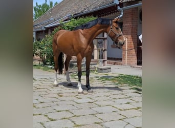 KWPN, Stute, 6 Jahre, 166 cm, Brauner