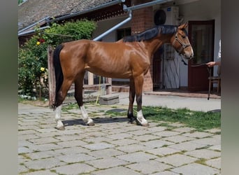 KWPN, Stute, 6 Jahre, 166 cm, Brauner