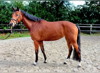 KWPN, Stute, 6 Jahre, 166 cm, Brauner
