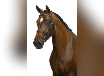 KWPN, Stute, 6 Jahre, 166 cm, Brauner