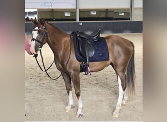 KWPN, Stute, 6 Jahre, 166 cm, Kann Schimmel werden